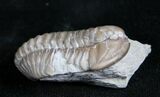 Bargain Flexicalymene Trilobite From Ohio #4599-1